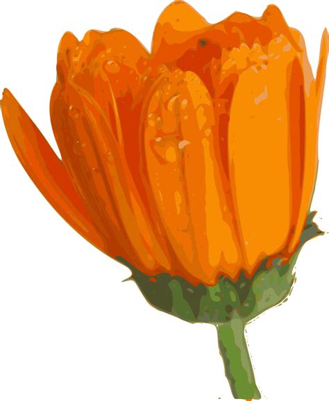 Onlinelabels Clip Art Flower 07