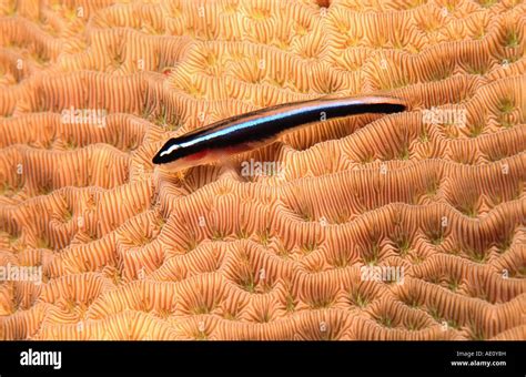 Neon Goby Gobiosoma Oceanops Elacatinus Oceanops On Lettuce Coral