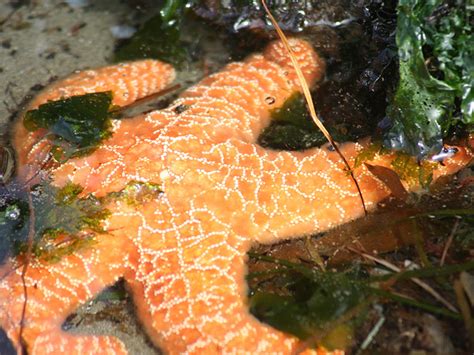 Starfish In Olympic National Park — Brittas Blog