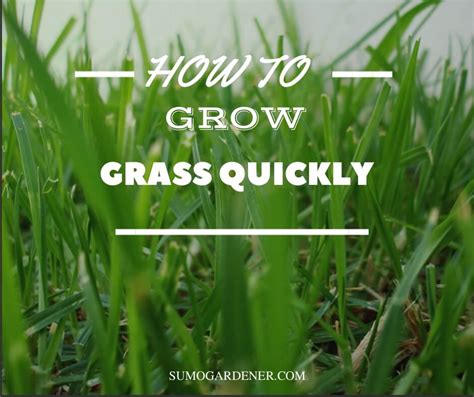 How To Grow Grass Quickly Easy Guide Sumo Gardener