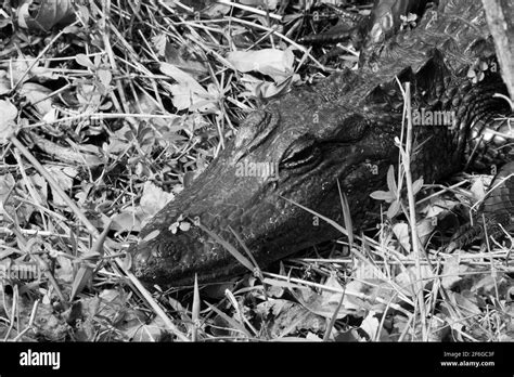 Alligator In The Swamp Stock Photo Alamy