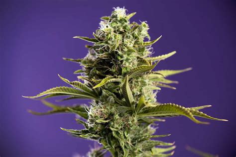 Jack Herer Seeds Everything You Need To Know Plant Expert