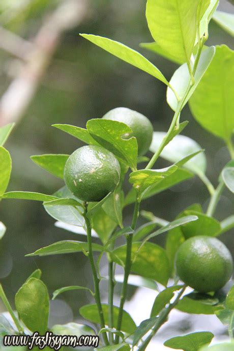 Unlike key lime with light green flesh, calamansi lime's malay name: Limau Kasturi Kuruskan Badan | Segalanya Tentang Tumbuhan...