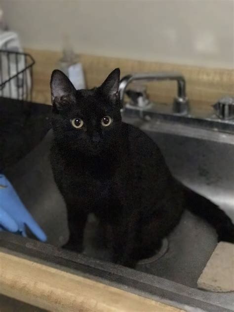This 30.5 l x 17 w undermount kitchen sink with basket strainer adds a stylish touch that's perfect for the modern kitchen, with streamlined designs and the look & feel of real stone. Cats and kittens by Bobby Schaefer Schaef Designs on Black ...