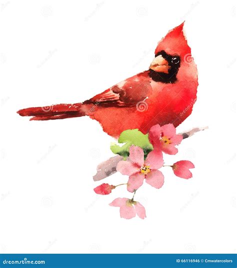 Cardinal Red Bird On The Cherry Blossoms Branch Watercolor Illustration