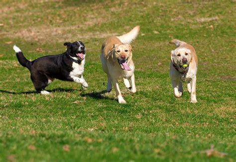 7 Best Dog Parks In The World