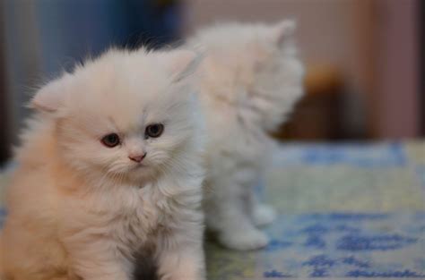 White cats for sale in pakistan. Pets Pakistan - white persian kittens for sale