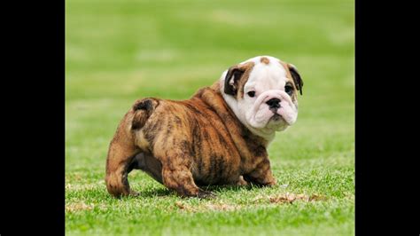 Are you considering amputation for your english bulldog's tail? English bulldog puppies for sale (Bernard) - YouTube