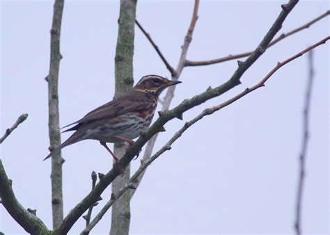 Birds Of The Heath Redwings