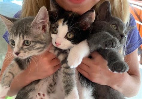 We put her with a mother kitty and her kittens and she was readily accepted into the group. Kitten Adoption Fair | SPCA of Northern Virginia