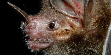 We did not find results for: When Humans Make Too Much Noise, Bats Just Change How They ...
