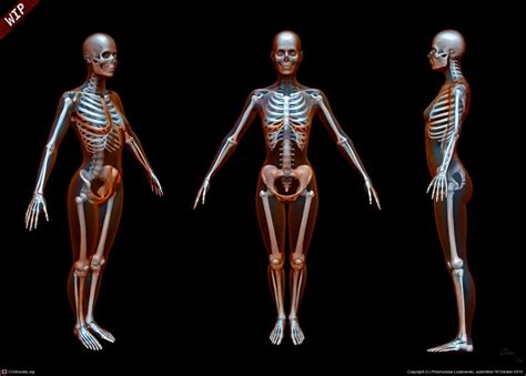 Pin By Nirozozo On D Artwork Female Skeleton Female Reference Human Anatomy