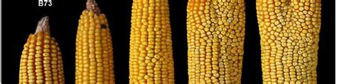 This Weird Breed Of Mutant Corn Could Solve World Hunger