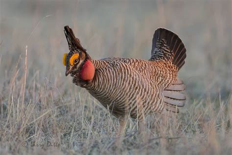Panhandle Prairie Chickens Larry Ditto Nature Photography