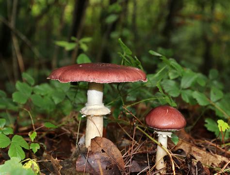 King Stropharia Stropharia Rugosoannulata By Christine Young