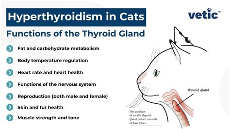 Hyperthyroidism In Cats Causes Signs And Treatment
