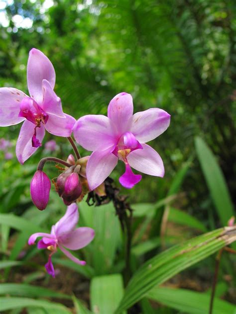 It is also known as manila mango, champagne, or philippine mango. Philippine ground orchid (Species of Kalalau Trail, Na ...