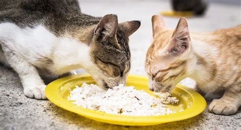 Because rice pudding has milk and sugar in it this is not safe for your cat unfortunately in cartoons, cats love to drink milk (tom & jerry come to mind) but in reality cats can't drink milk Can Cats Eat Rice - From Boiled Rice Meals To Cat Food Fillers