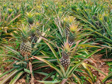 Poden ser espinoses o no segons les varietats. des champs d'ananas | Ananas