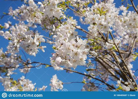 Delicate And Beautiful Cherry Blossom Against Blue Sky Background