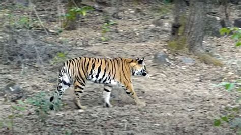 Tigress With Cubs At Bandhavgarh National Park One India S Top Tiger