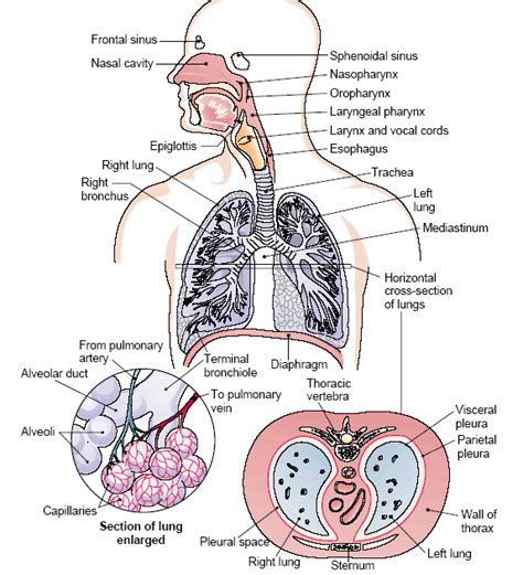 Top 94 Pictures Label The Organs Of The Respiratory System Completed