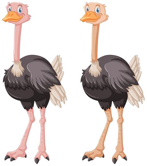 Two Ostriches On White Background 295227 Vector Art At Vecteezy