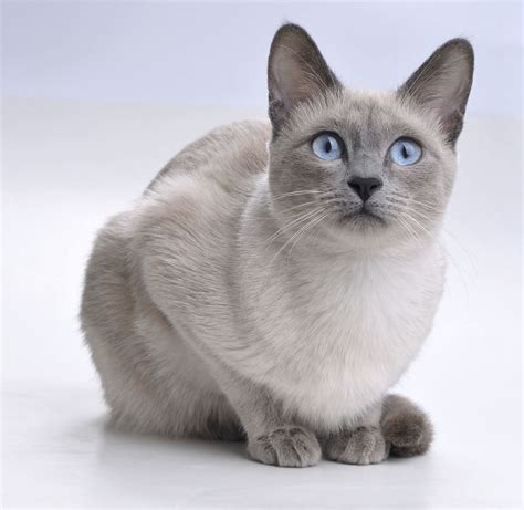 Кошки 474 фотографии Siamese Cats Blue Point Tonkinese Cat