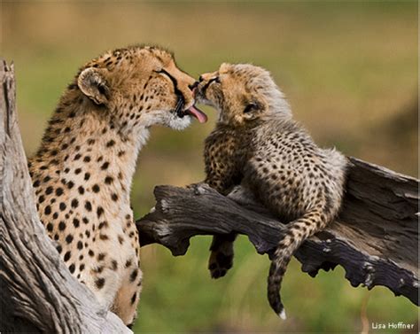 Inspiring Wildlife Conservation With Photography Huffpost