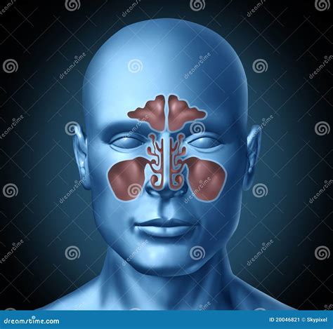 Sinus Human Nasal Cavity With Human Head Stock Illustration