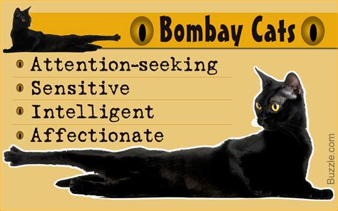 A Typical Bombay Cat Will Display Certain Specific Personality Traits