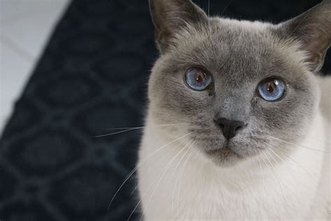 He is the best siamese. The name is Faeryn. (With images) | Blue point siamese ...