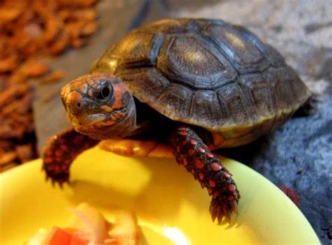 Red Footed Tortoise Red Footed Tortoise Sulcata Tortoise Tortoises