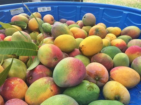 Indochinese types typically have polyembryonic seeds and fruit often lack florida varieties of this group are grown commercially on a small scale and some are appreciated in home. Mad for Mangoes: Savoring a Backyard Tradition | Hawaii ...