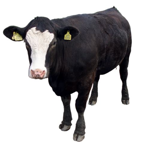 Black Cow Png Image For Free Download