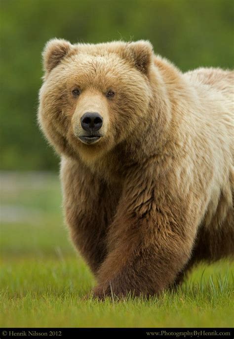 The 25 Best Grizzly Bears Ideas On Pinterest Bears Bear Cubs And Bear