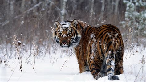 Tiger Snow Animals Wallpapers Hd Desktop And Mobile