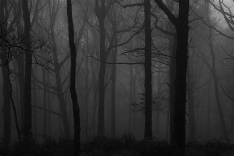 Download Explore The Ominous And Mysterious Beauty Of A Dark Forest
