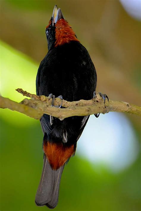 Grenada Caribbean Birding Trail