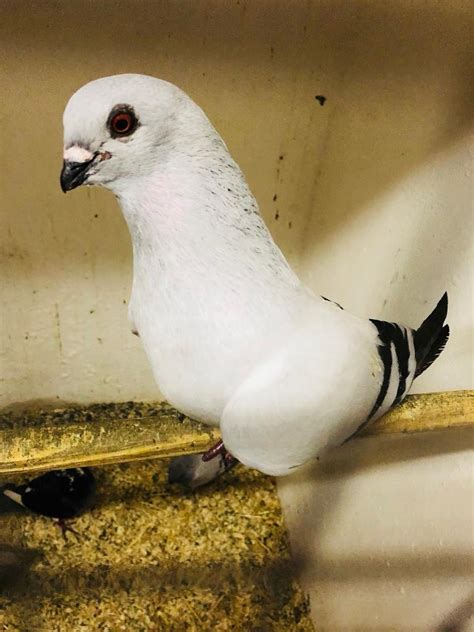 Lucern Swiss Tipler Pigeons For Sale In Manor Park London Gumtree