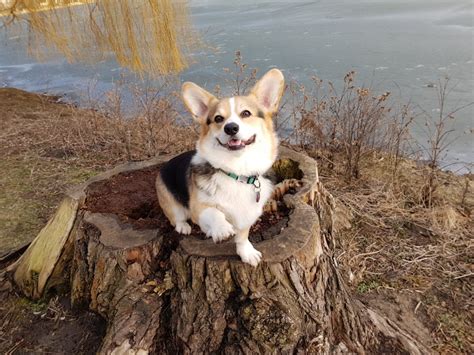 Dieser bereich ist für sämtliche nutzer instagrams. Wie geht das mit der Bindung - mehr Spaß auf Spaziergängen ...