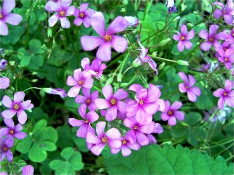 Purple flowers in east texas. Purple WIldflowers in Texas | RedGage