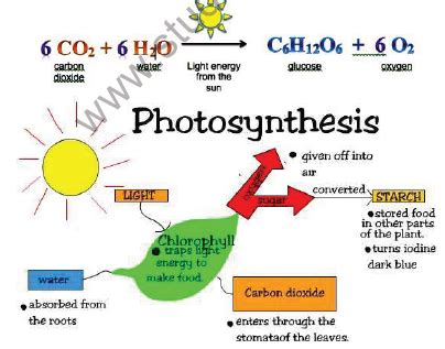 Cbse Class Science Life Processes Notes