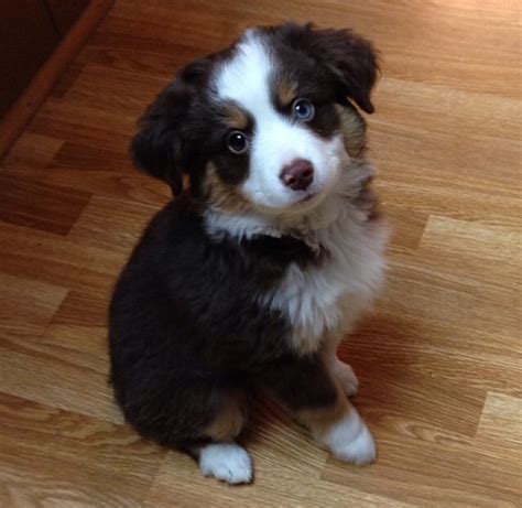 This Is My 5 Month Old Miniature Australian Shepherd Hope You All Like