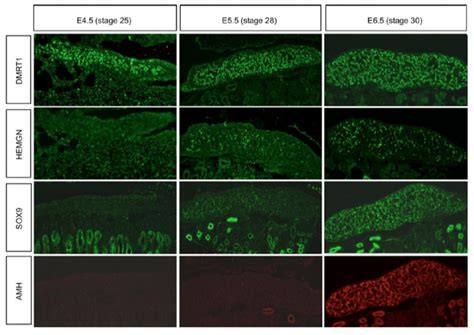 Chronology Of Marker Protein Expression In Embryonic Male Chicken