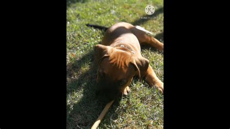 Jasper’s Adventure - YouTube