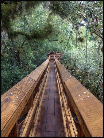 Herein you can walk through the tree tops and look out on the pathway below or through the forest and trees. Myakka Canopy Walkway (Sarasota) - All You Need to Know ...