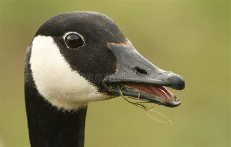 Head And Beak Of A Canada Goose Stock Image Image Of Nature Goose