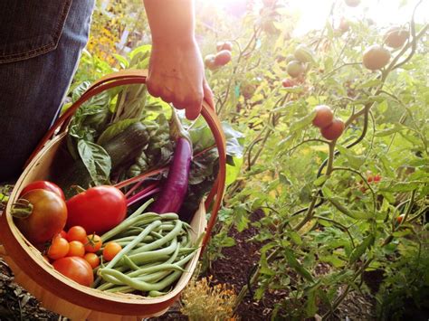 It's a cheap way to get fresh, good quality food onto your family's table. 5 REASONS TO GROW YOUR OWN ORGANIC FOOD | Kellogg Garden ...