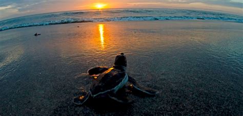 Bright Lights And Dark Nights The Challenge Facing Sea Turtles In The
